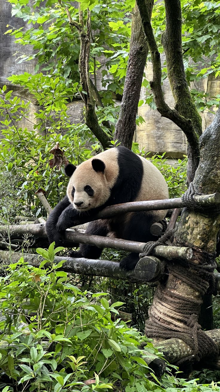 Panda gigante de Chengdu en China